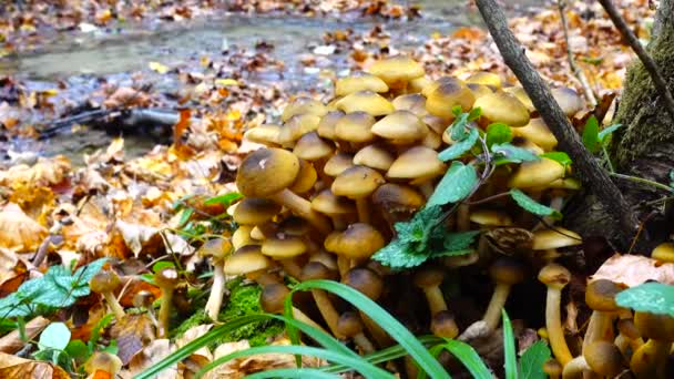 Honing Paddenstoelen Het Herfstbos — Stockvideo