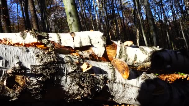 Лісовий Грибок Стовбурі Дерева — стокове відео