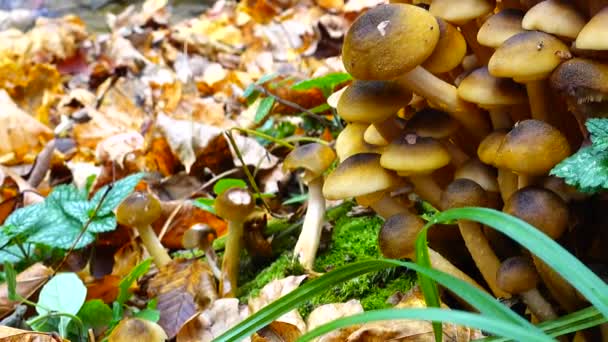 秋天森林里的蜂蜜蘑菇 — 图库视频影像