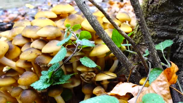秋天森林里的蜂蜜蘑菇 — 图库视频影像