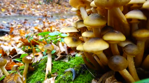 Honing Paddenstoelen Het Herfstbos — Stockvideo