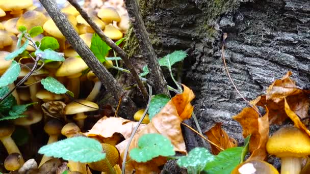 Sonbahar Ormanlarında Bal Mantarı — Stok video