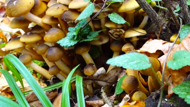 Honing Paddenstoelen Het Herfstbos — Stockvideo