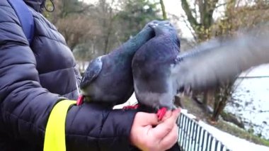 Kış parkında ellerindeki güvercinleri besliyorsun..