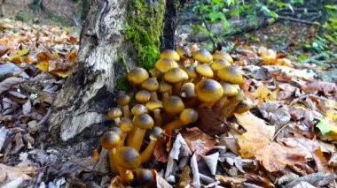 Sonbahar ormanlarında bal mantarı.