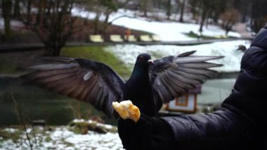 Kış parkında elinizdeki güvercinleri besliyorsunuz. Yavaş çekim.