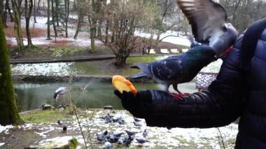 Kış parkında elinizdeki güvercinleri besliyorsunuz. Yavaş çekim.