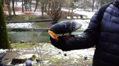 Kış parkında elinizdeki güvercinleri besliyorsunuz. Yavaş çekim.