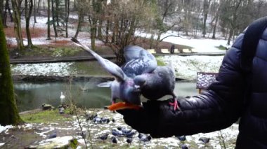Kış parkında elinizdeki güvercinleri besliyorsunuz. Yavaş çekim.