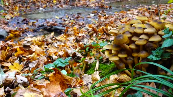 Cogumelos Fungos Mel Floresta Outono — Vídeo de Stock