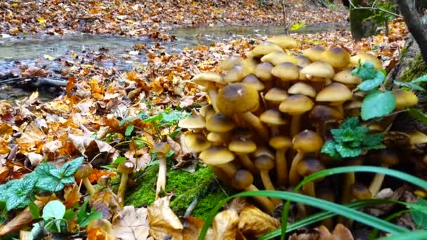 Honey Fungus Mushrooms Fall Forest — Stock Video