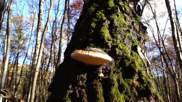 Hongos Madereros Tronco Del Árbol — Vídeos de Stock