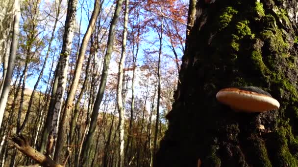 Hongos Madereros Tronco Del Árbol — Vídeos de Stock