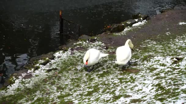 Ein Weißer Schwan Teich — Stockvideo