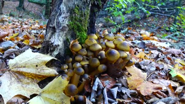 秋の森の中の蜂蜜キノコ — ストック動画