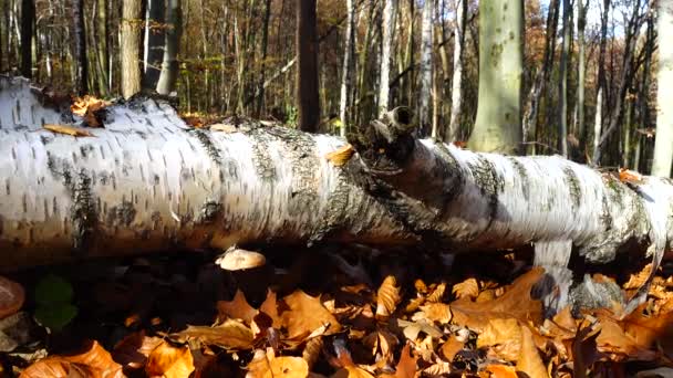 Hongos Madereros Tronco Del Árbol — Vídeos de Stock