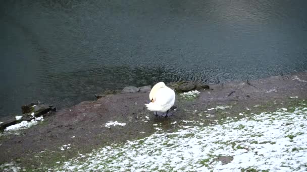 池のそばに白い白鳥 — ストック動画