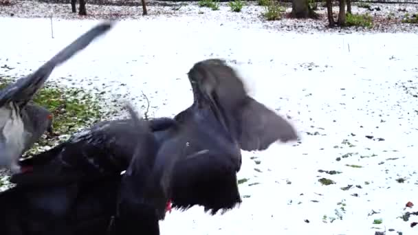 冬の公園であなたの手からハトに餌をやる — ストック動画