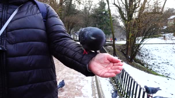 在冬季公园用你的手喂鸽子 — 图库视频影像