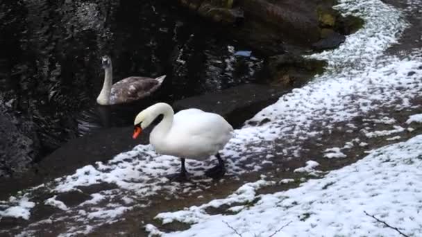 Cisnes Numa Lagoa Tiro Inverno — Vídeo de Stock