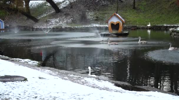 Cisnes Numa Lagoa Tiro Inverno — Vídeo de Stock