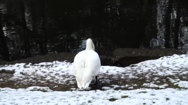 Cisne Branco Junto Lagoa — Vídeo de Stock