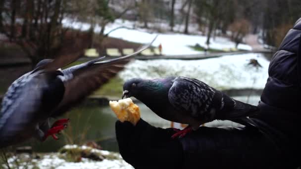 Alimentación Palomas Sus Manos Parque Invierno Movimiento Lento — Vídeos de Stock