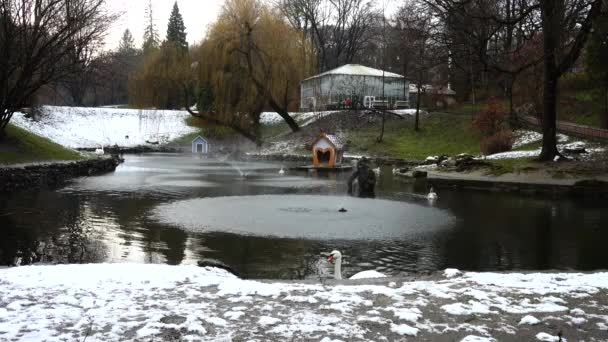 在池塘里的天鹅冬季枪击案 — 图库视频影像