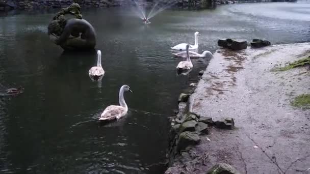 Des Cygnes Dans Étang Tournage Hiver — Video