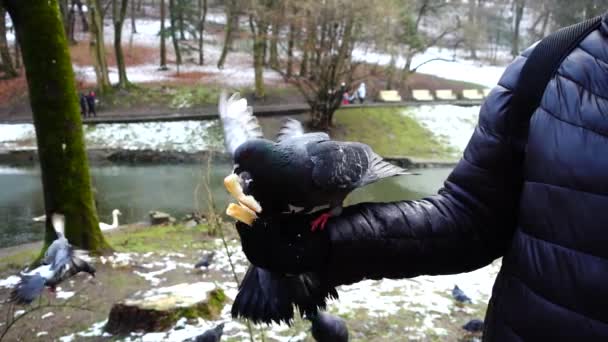 冬の公園であなたの手からハトに餌を与えます スローモーション — ストック動画