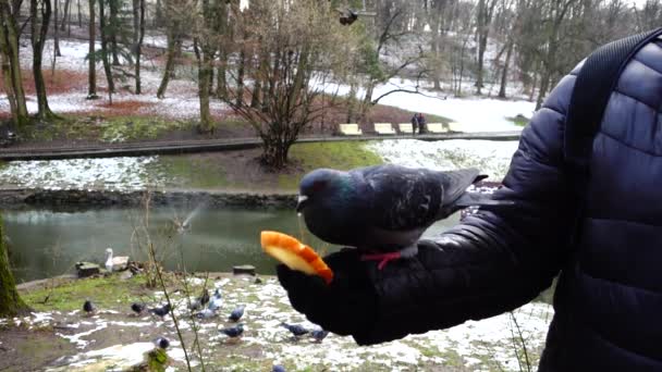 Alimentación Palomas Sus Manos Parque Invierno Movimiento Lento — Vídeos de Stock