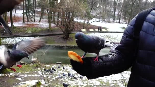 Alimentando Pombos Suas Mãos Parque Inverno Movimento Lento — Vídeo de Stock