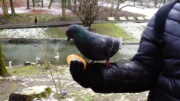 공원에서 손으로 비둘기에게 먹이를 — 비디오