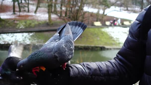 Alimentando Pombos Suas Mãos Parque Inverno Movimento Lento — Vídeo de Stock