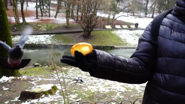 Alimentando Pombos Suas Mãos Parque Inverno Movimento Lento — Vídeo de Stock