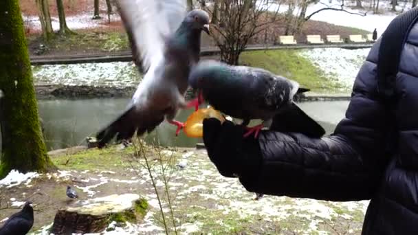 冬の公園であなたの手からハトに餌をやる — ストック動画