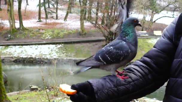 Alimentando Pombos Suas Mãos Parque Inverno — Vídeo de Stock