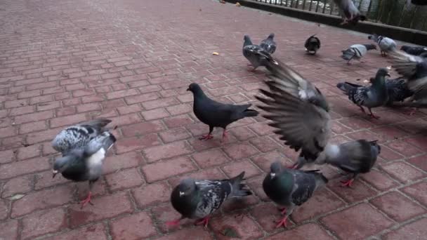 Des Pigeons Dans Parc Mouvement Lent — Video