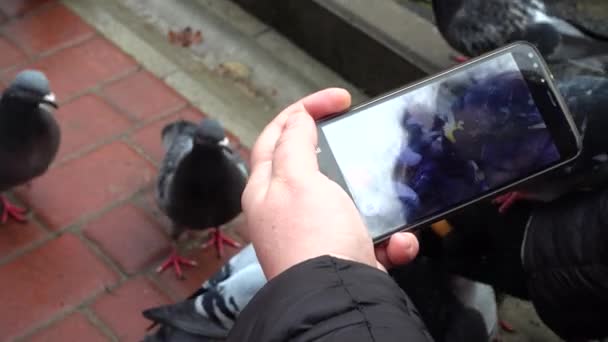 Disparos Alimentación Palomas — Vídeo de stock