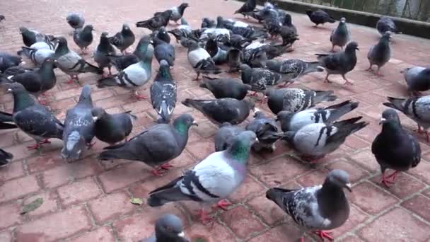 Palomas Parque Movimiento Lento — Vídeos de Stock