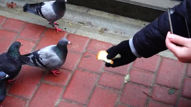 Shooting Feeding Pigeons — Stock Video