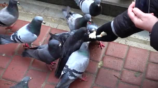 Disparos Alimentación Palomas — Vídeos de Stock