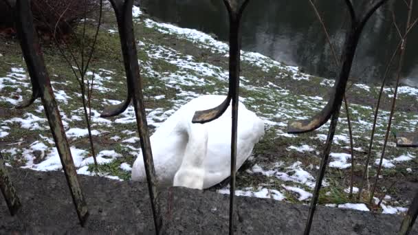天鹅在池塘边冬季枪击案 — 图库视频影像