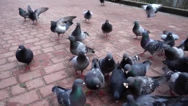 Pigeons Park Slow Motion — Stock Video