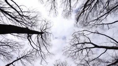 Gökyüzündeki ağaçlar. İlkbaharda çekim.