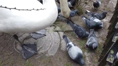 Parkta kuğu ve güvercinleri besliyor..
