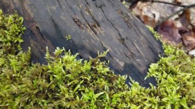 Ağaç gövdesi yosun ile kaplı..