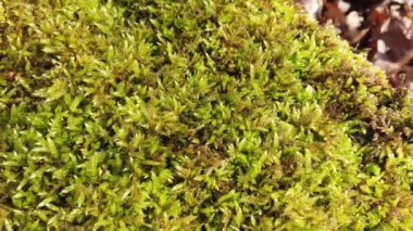 Ağaç gövdesi yosun ile kaplı..