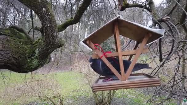 Pigeons Feeding Trough Shooting Park Spring — Stock Video