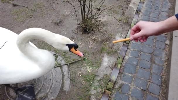 Alimentando Cisne Parque — Vídeo de Stock